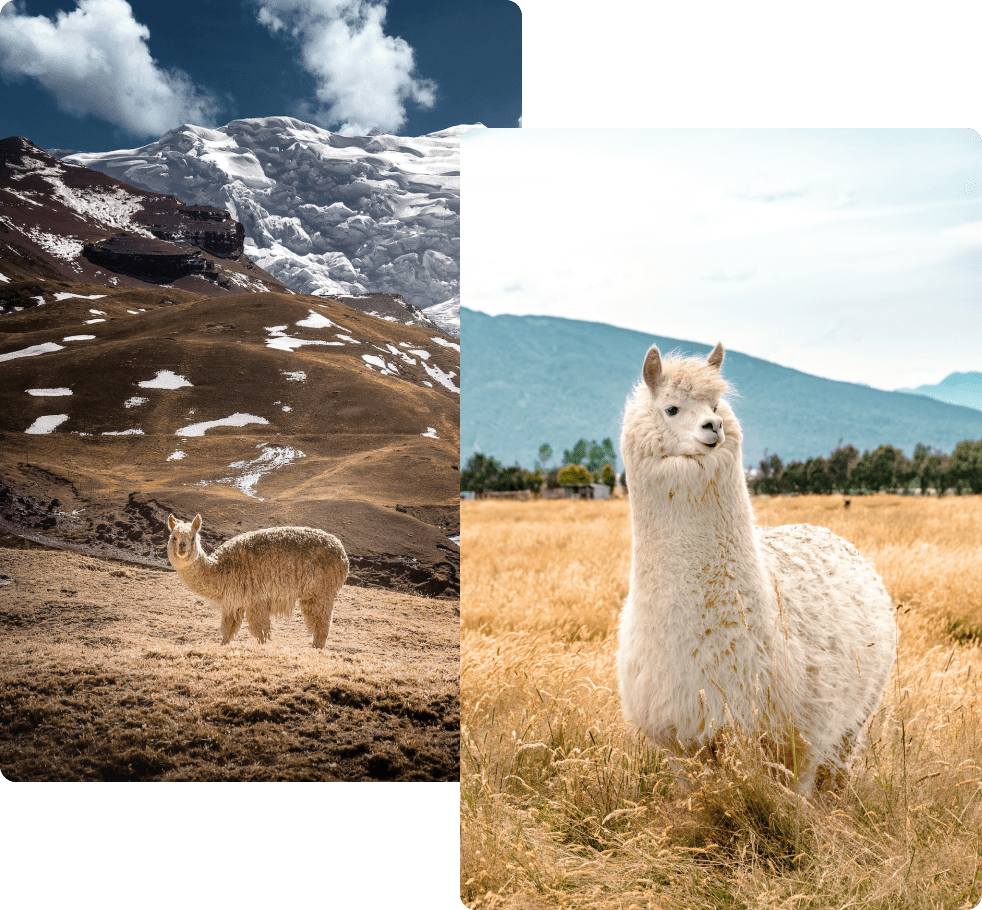 Alpacas