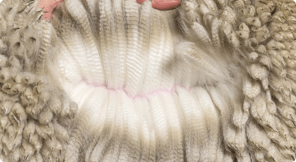 Esquilado de la alpaca